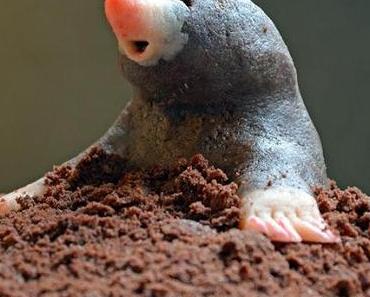 hot chocolate [color me happy]