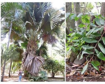 Kochkurs unterm Mangobaum, Delphine, bunte Fische und ein unglaublicher botanischer Garten