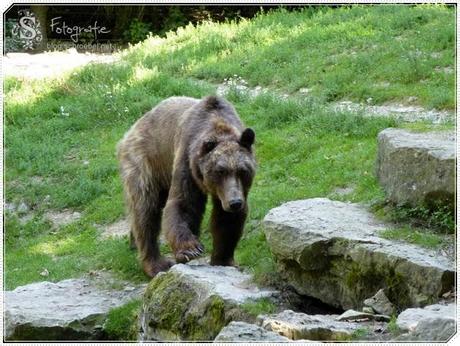 Bei den Braunbären im Tierpark Bad Mergentheim