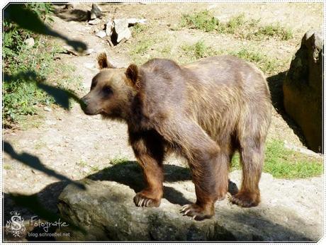 Bei den Braunbären im Tierpark Bad Mergentheim