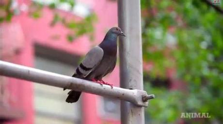 Wild Wildlife A Pigeon Documentary Screenshot