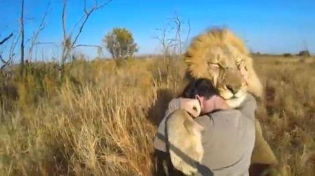 GoPro Lion Hug Screenshot