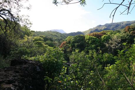 Maui-Regenwald-von-oben