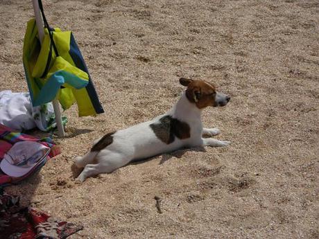 Entspannt am Strand Foto: Pixabay.com/de/hund-schnell-haustier-urlaub-176024