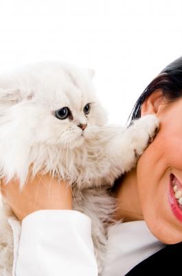 Katzenallergie – Wenn der Stubentiger im wahrsten Sinn des Wortes reizend ist