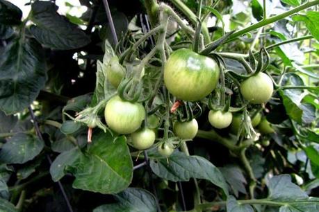 Tomatenreife im Beet