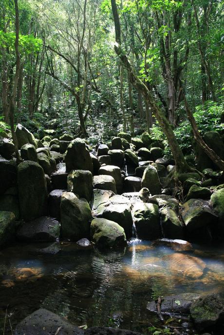 Kauai-Wanderung-im-Regenwald