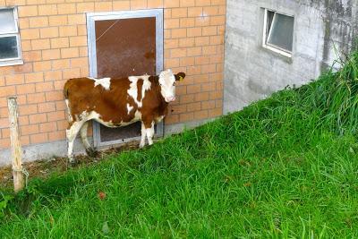 Eine Kuh mit Agoraphobie
