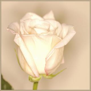 Wilde Rosen und Vampire