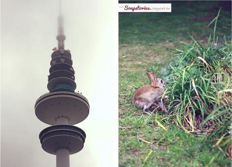 Hasen, Flüssen China. einem 