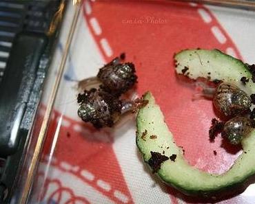 Endlich meine Schneckis.