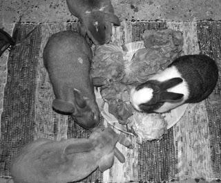 Neue Kaninchen Fotos