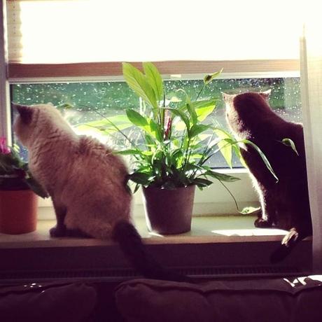 Katzen Fensterbank Regen Sonne Instagram