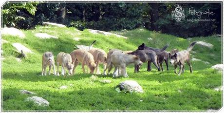Unter Geiern und Wölfen im Tierpark Bad Mergentheim