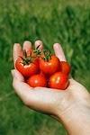 International: Warum ist Tomatensaft in Flugzeugen so beliebt?