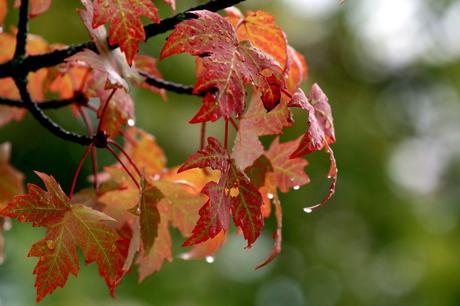 Blätter im Herbst und Regen  CoreForce