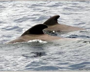 Grindwale vor Teneriffa