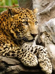 Leopard. Foto: tropicaLiving