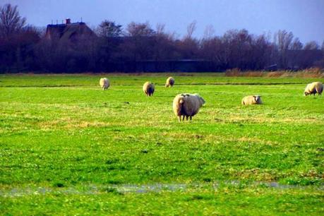 Schafe vor der Warft