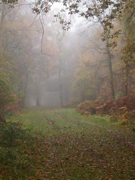 Enchanted Walk - im Nebel - Ashridge Estate