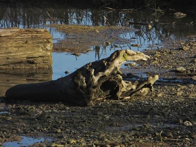 Magritte am Loch Forggensee? Ein Novemberbummel in Schwangau von Brunnen nach Waltenhofen