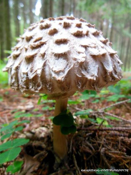 Pilze sammeln Teil 2 - Butterpilz und Schirmpilz im Porträt.