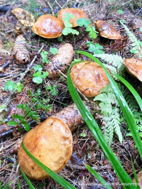 Pilze sammeln Teil 2 - Butterpilz und Schirmpilz im Porträt.