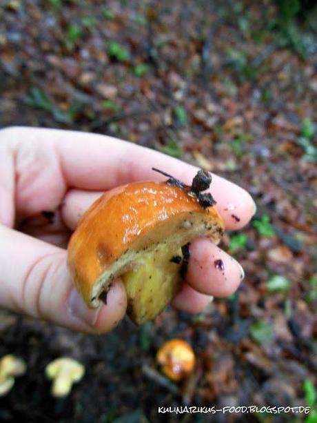 Pilze sammeln Teil 2 - Butterpilz und Schirmpilz im Porträt.