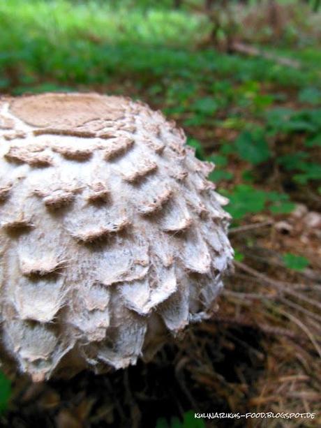 Pilze sammeln Teil 2 - Butterpilz und Schirmpilz im Porträt.