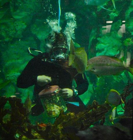 Chicago – Shedd Aquarium