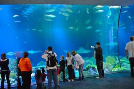 Chicago – Shedd Aquarium
