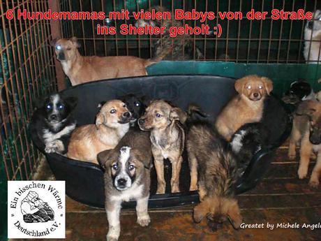 6 Hundemamas mit vielen Babys von der Straße ins Shelter geholt :)
