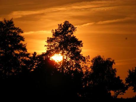 Sonnenuntergang hinter Bäumen in orange Last Hero