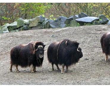Moschus vom Moschusochsen im Parfum?