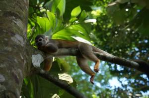 Insel der Affen, Kolumbien ©Diana Quintero