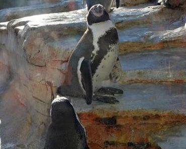 Spheniscus humboldti