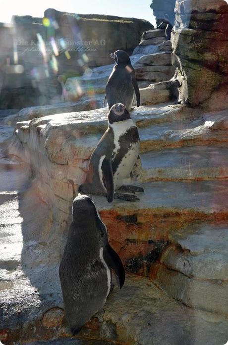 ZaM Humboldtpinguine 251113