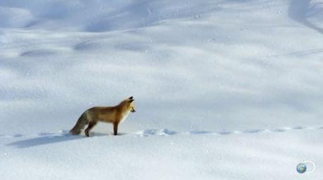 Fox dives headfirst into the snow screencap