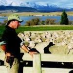 Merinowolle aus Neuseeland: Die natürliche „Wunderfaser“