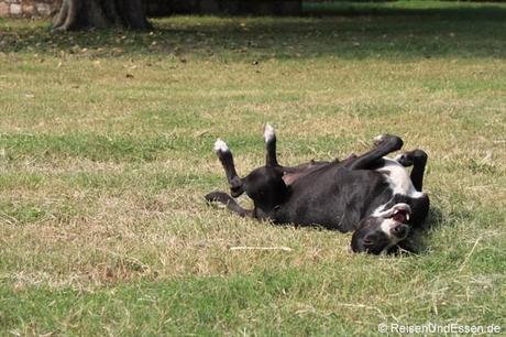 Ein Hund wälzt sich vor Freude im Park des Humayun Mausoleum