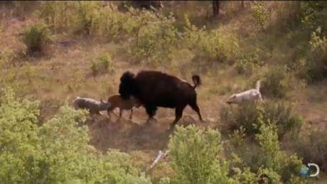 Bison and her calf battle Wolves Screencap 2