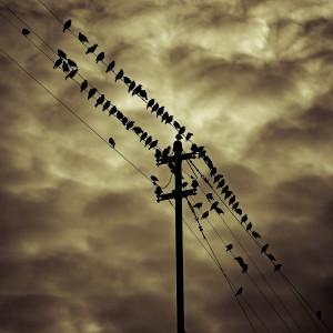 Birds on a Wire II
