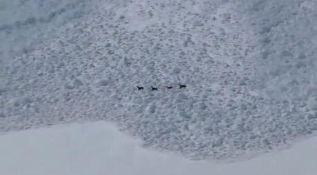 Goats fleeing an avalanche Screencap