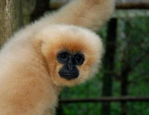 Gibbon Weibchen