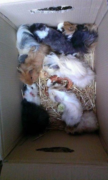 Foto: Ein karton voller vermilbter, abgemagerter meeri-baby's  hab ich gerade vom kleintiermarkt mit - waren zu verschenken. Ich konnte Sie nicht dort lassen :(