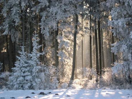 Wintermärchen - Wir müssen diese Schönheit nur sehen