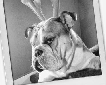 Rudolph is Ready!