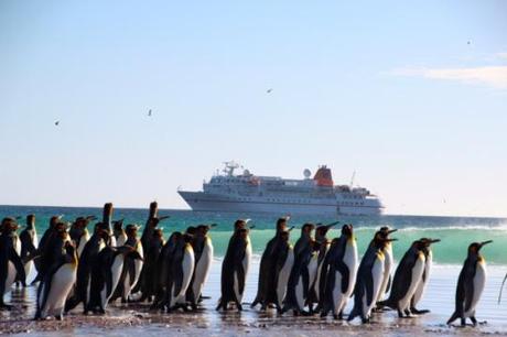 Antarktis_Volunteer_Beach_Pinguine