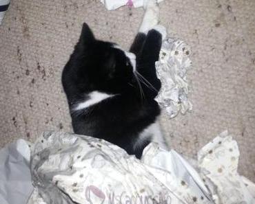 Katzenbild der Woche #31