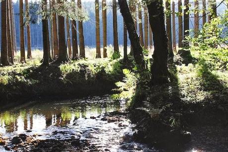 Tati im Wald. Teil 2.